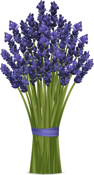 Lavender bunch — Stock Vector