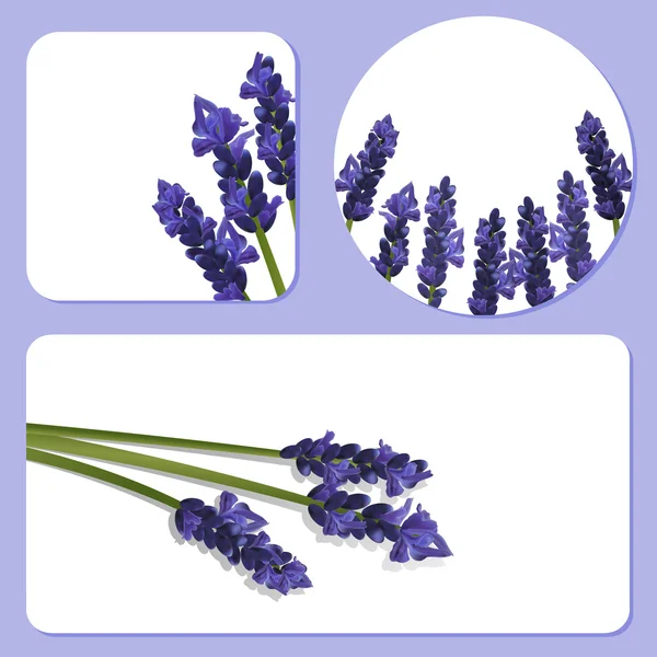 Modelos de fundo de lavanda —  Vetores de Stock