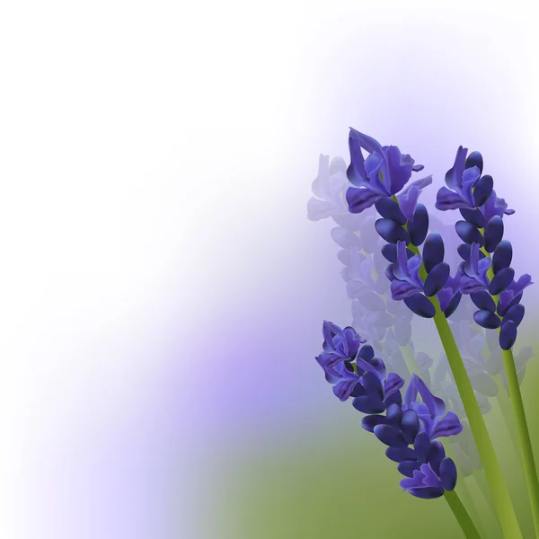 Lavender flower background — Stock Vector