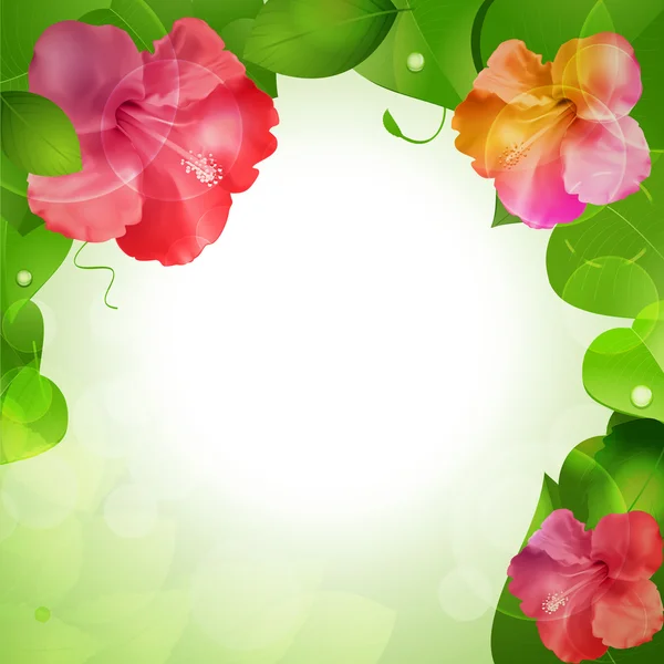Hibiskus Blume Rand Hintergrund — Stockvektor