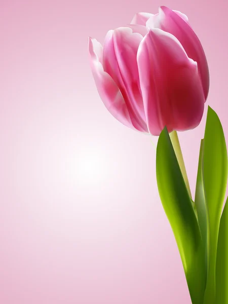 Růžová Tulipán pozadí — Stockový vektor