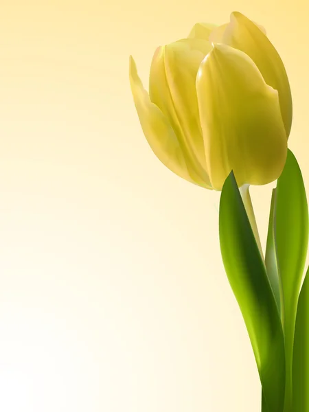 Yellow tulip background — Stock Vector