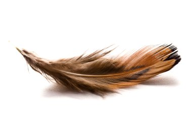 Brown feather clipart