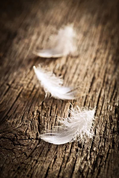 White feather on vintage desk — Stock Photo, Image