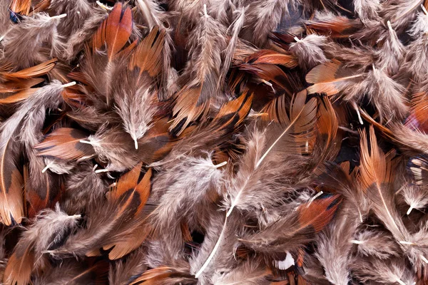 羽毛背景 — 图库照片