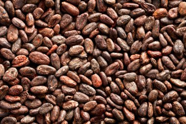 Cocoa beans background clipart