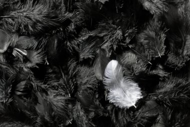 White and black feathers clipart