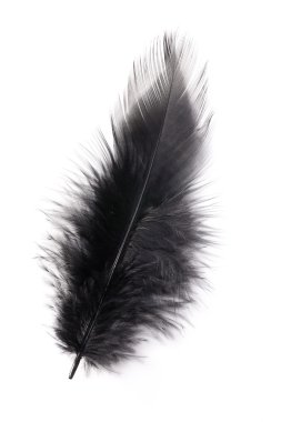 Black feather clipart