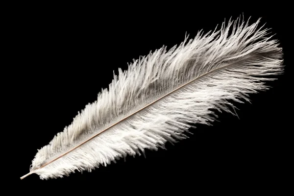 Witte Struisvogel veren — Stockfoto