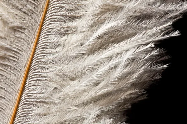 흰색 타조 깃털의 세부 사항 — 스톡 사진