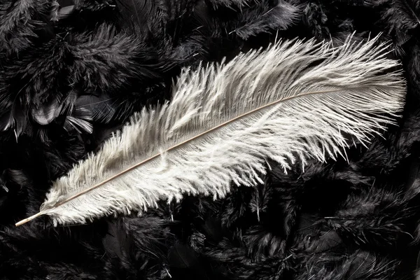 Bulu burung unta putih — Stok Foto