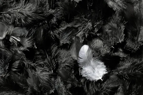 White feathers black background fotografías e imágenes de alta resolución -  Alamy