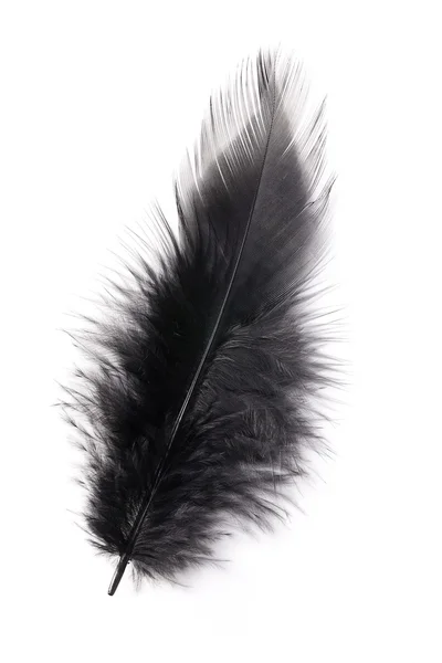 黑色的羽毛 — 图库照片