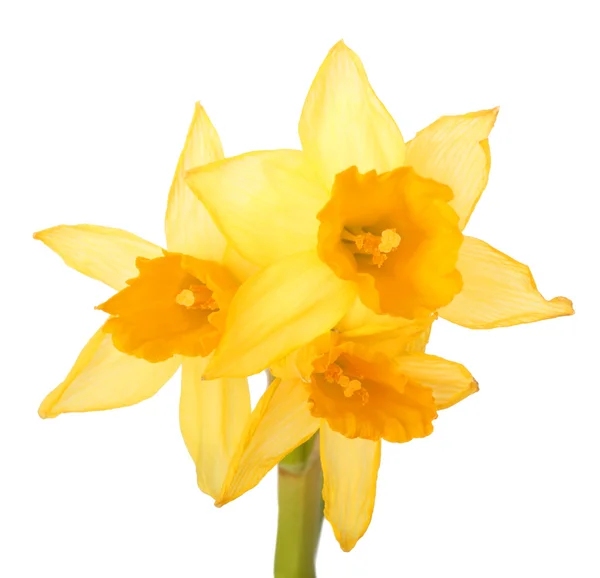 Bouquet of yellow narcissus — Stock Photo, Image