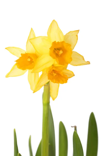 Bouquet of yellow narcissus — Zdjęcie stockowe