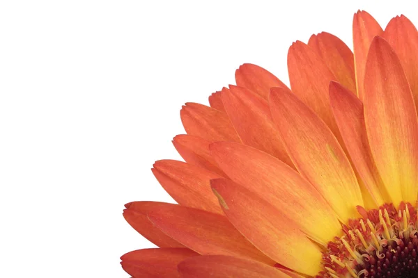 Macro photo of gerber flower. — Stock Photo, Image