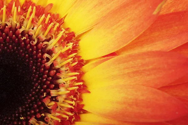 stock image Macro photo of gerber flower.