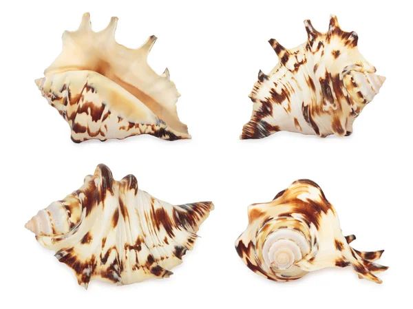 Conjunto de shell . — Fotografia de Stock