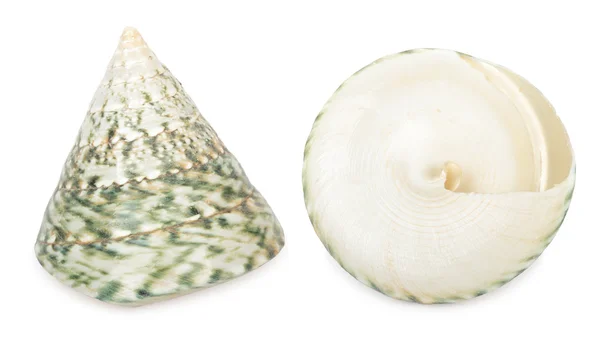 Set of shell. — Stock Photo, Image