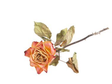 Dead rose 2 clipart