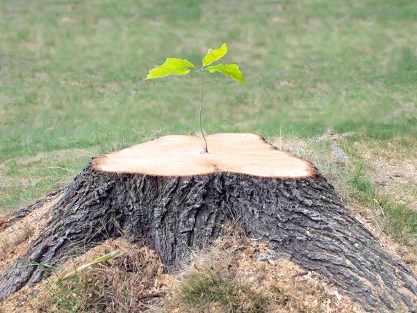 Tronco de árvore desafiador — Fotografia de Stock
