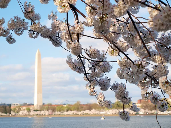 Washington cherry blossoms 2012 — Stock Photo, Image