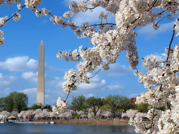 Цветение вишни в Вашингтоне в 2012 году — стоковое фото