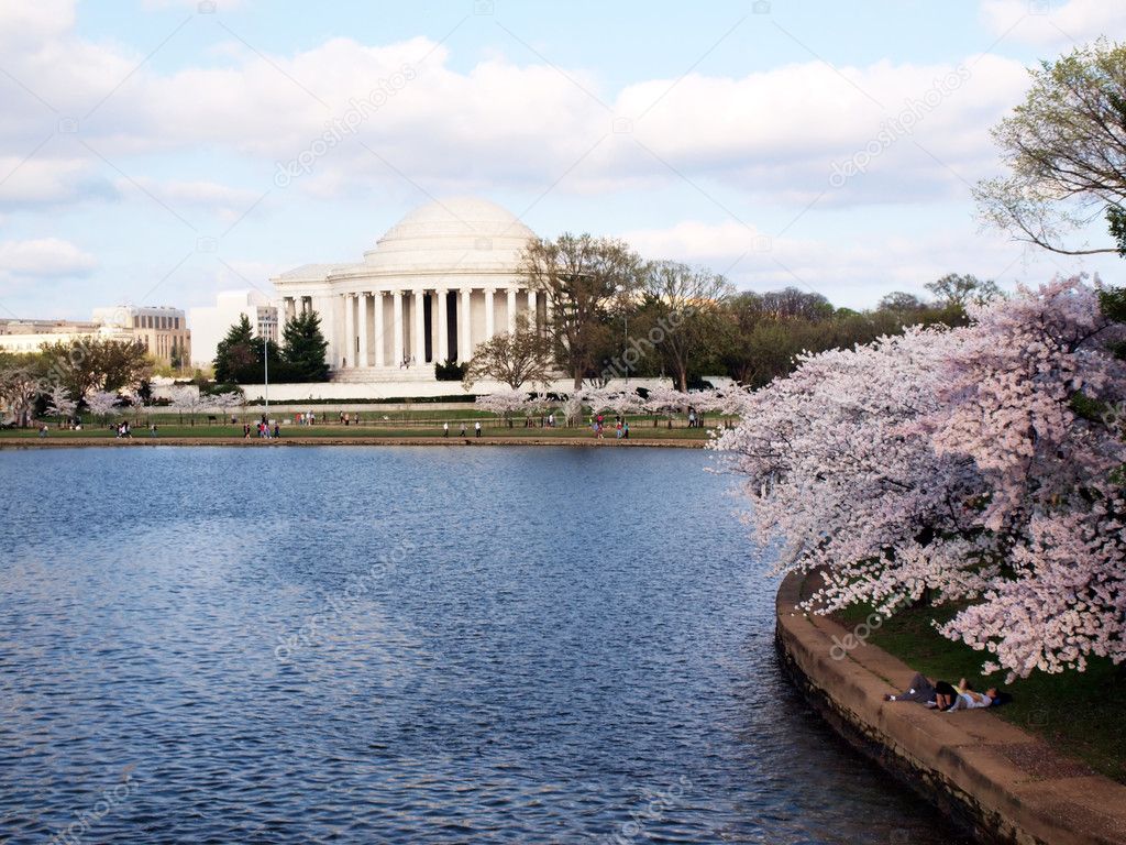 Washington cherry blossoms 2012