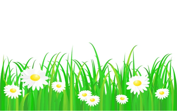 Zöld fű, és daisy, — Stock Fotó