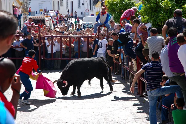 stock image Running with the Bull