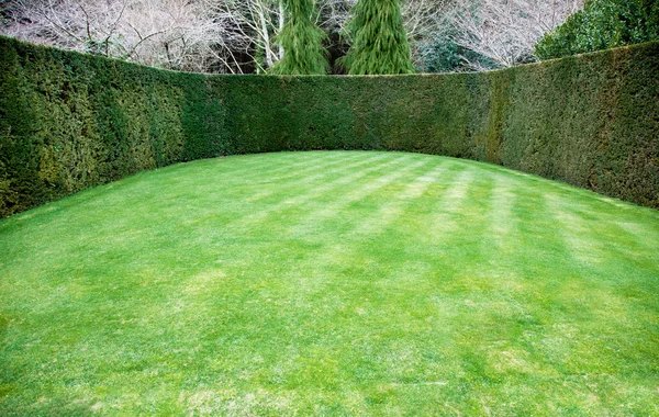 Trimmed hedge around oval lawn — Stock Photo, Image