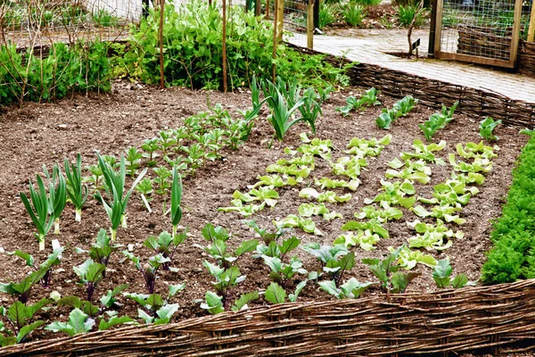 Very tidy vegetable patch — Stock Photo, Image