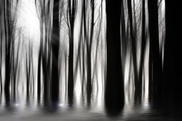 Bw ürkütücü ormanda sel ile — Stok fotoğraf