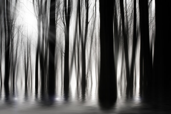 Spooky woods in BW with flooding