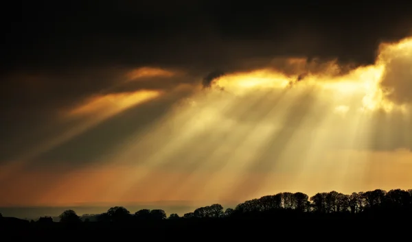 stock image Tree lined silhouette with rich sunset sunlight