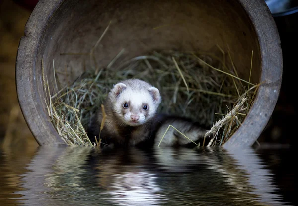 Ferret home by water in a pot