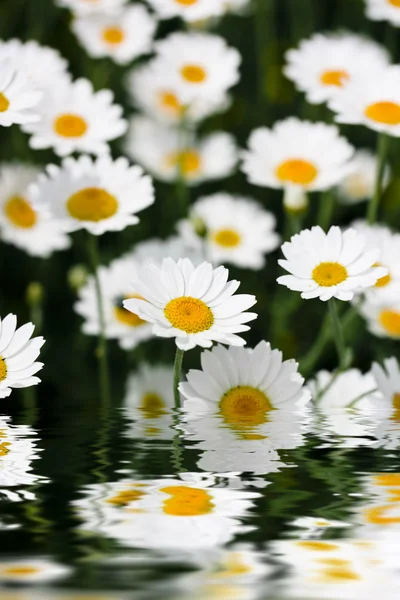 stock image Wild daisy flowers by water