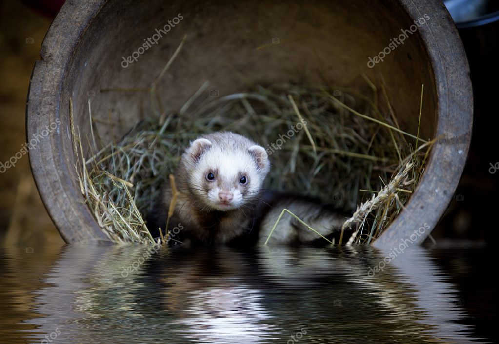 ferret water
