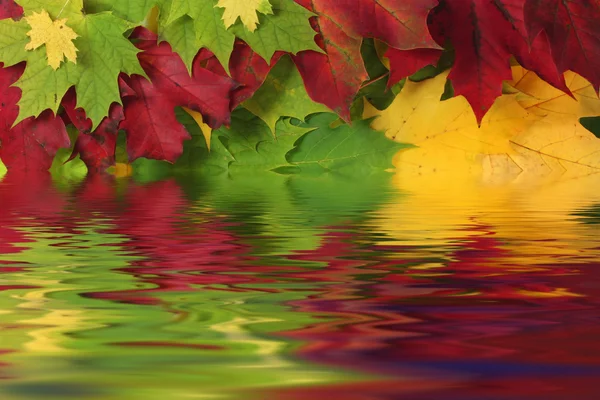 Hojas de otoño en agua con reflexión —  Fotos de Stock