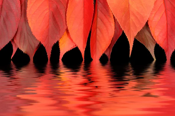 Red autumn leaves dipping into water — Stock Photo, Image