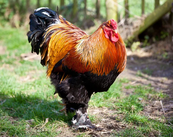 Cockerel de cerca en una granja — Foto de Stock