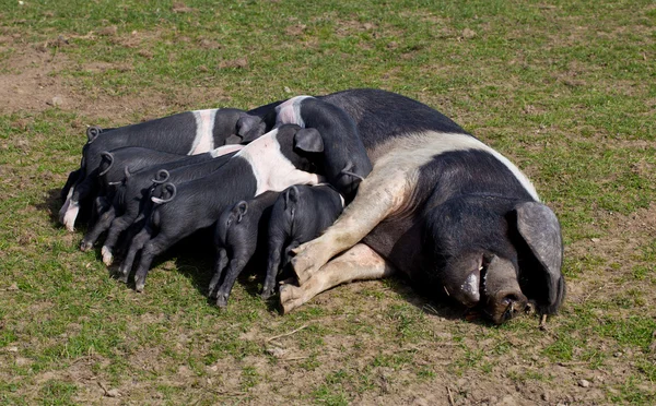 Saddleback varken met biggen voeding — Stockfoto