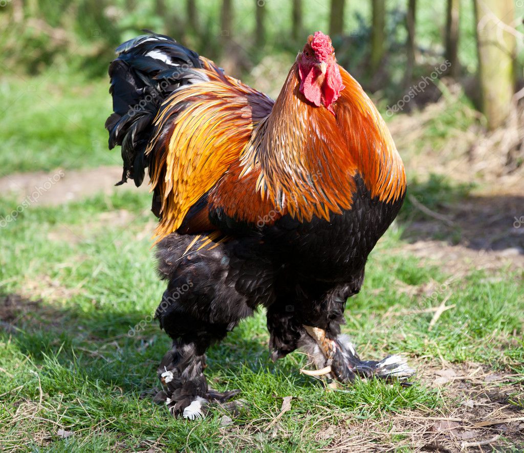 Golden cockerel close up on a farm — Stock Photo © mreco99 #9698290