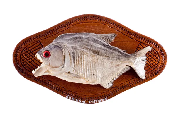 Piranha fish as trophy on wood isolated — Stock Photo, Image