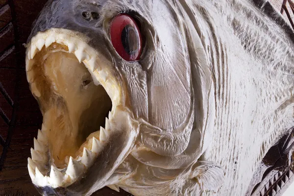Piranha fish close up — Stock Photo, Image