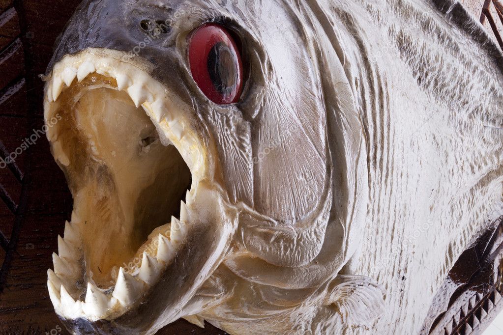 Fish killer. Хищная рыба с широко раскрывающимся ртом.