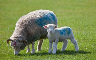 Lamb starring at camera with mother clipart