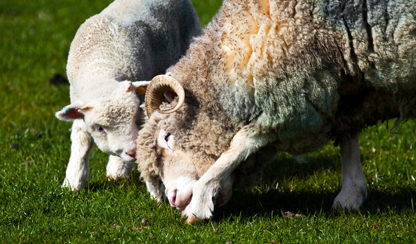 Lamb and mother sheep bonding