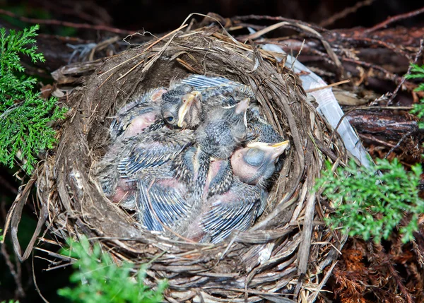 stock image Very young baby robins in their nest.