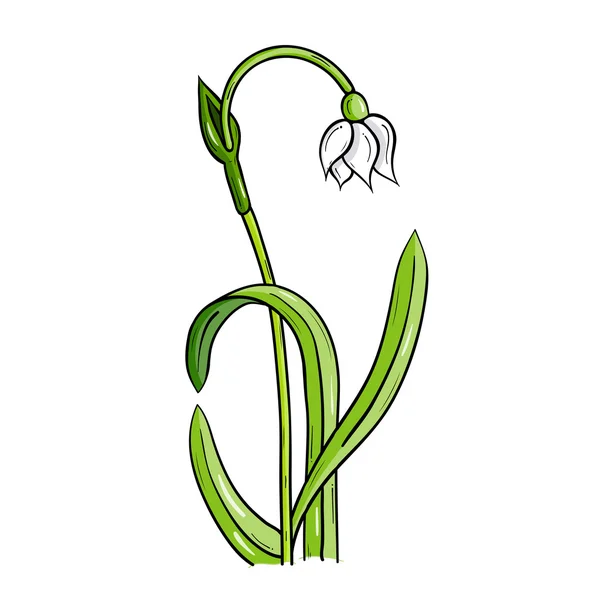 Loddon lily — Stock Vector